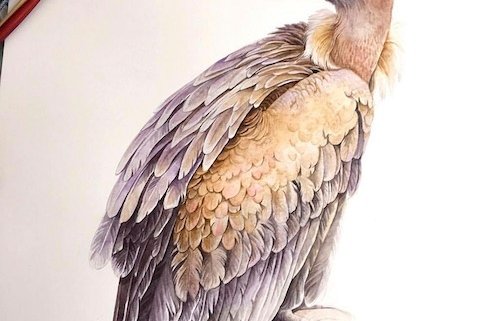 vulture watercolour illustration - kuvittaja