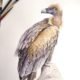 vulture watercolour illustration - kuvittaja