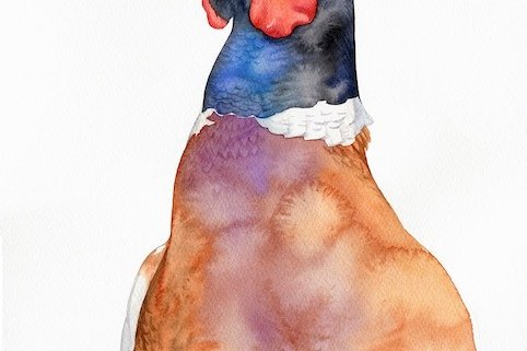 pheasant watercolour illustration kuvittaja