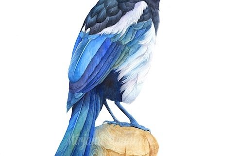 magpie watercolour illustration - kuvittaja