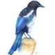 magpie watercolour illustration - kuvittaja