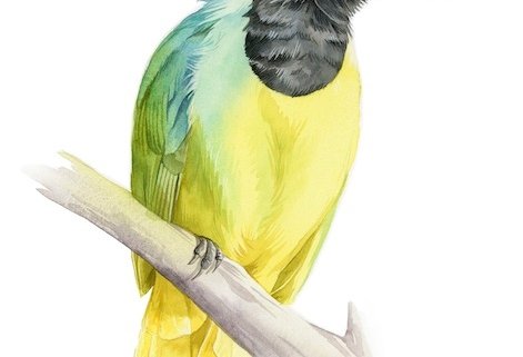 jay watercolour illustration kuvittaja