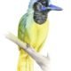 jay watercolour illustration kuvittaja