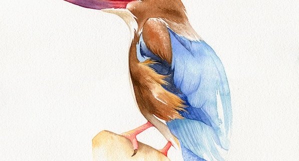 kingfisher watercolour illustration kuvittaja