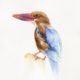kingfisher watercolour illustration kuvittaja