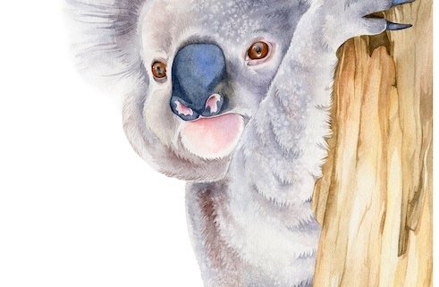 koala watercolour illustration kuvittaja