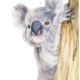 koala watercolour illustration kuvittaja
