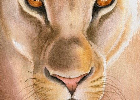 lion close up watercolour illustration kuvittaja