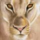 lion close up watercolour illustration kuvittaja