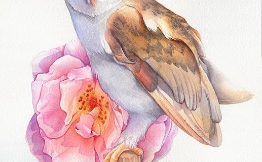 owl watercolour illustration kuvittaja