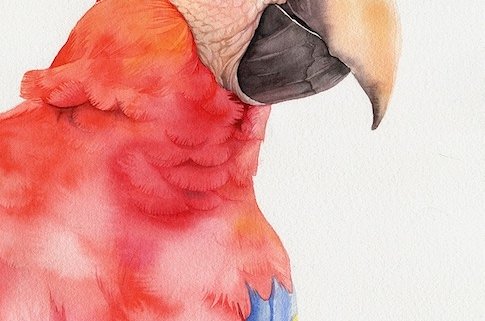 red parrot watercolour illustration kuvittaja