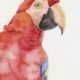 red parrot watercolour illustration kuvittaja