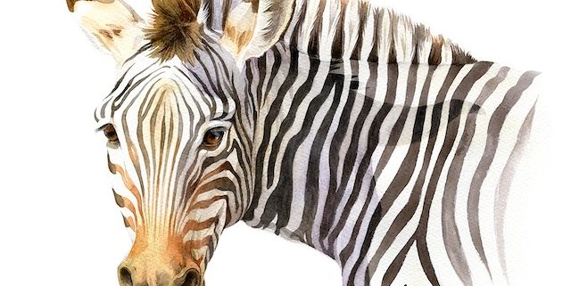 zebra watercolour illustration kuvittaja