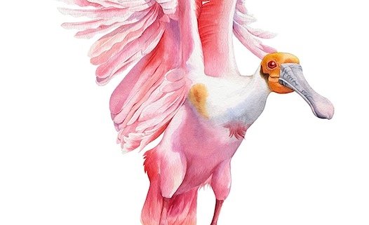 spoonbill watercolour illustration kuvittaja
