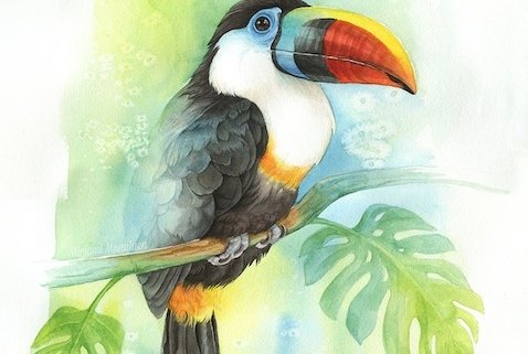 toucan watercolour illustration kuvittaja