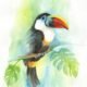 toucan watercolour illustration kuvittaja